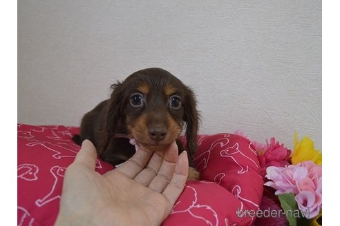 成約済の千葉県のカニンヘンダックスフンド(ロングヘアード)-301015の2枚目